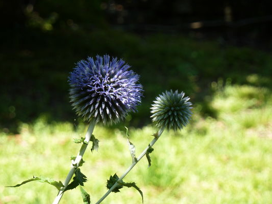 fleur